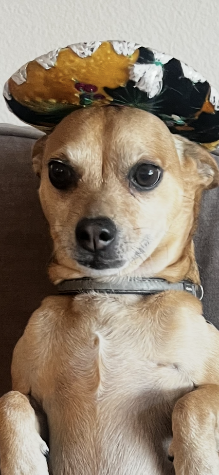 Entry image for Gordo. Clicking this image will show a larger photo