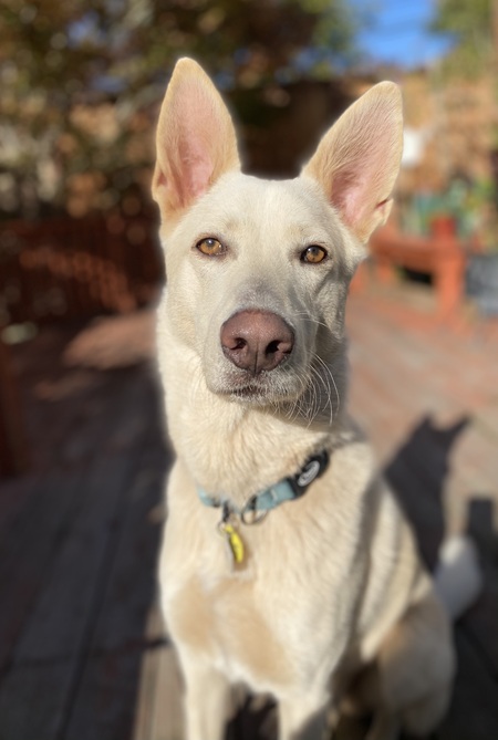 Entry image for Skye. Clicking this image will show a larger photo