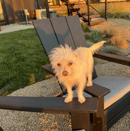 Entry image for Lucy. Clicking this image will show a larger photo