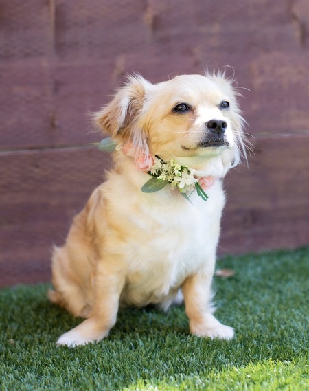 Entry image for Coco. Clicking this image will show a larger photo