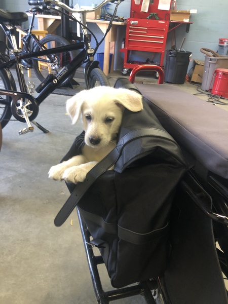 Entry image for Lynk. Clicking this image will show a larger photo