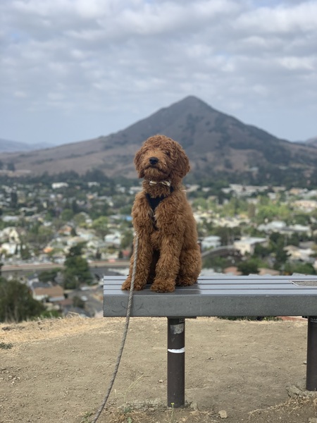 Entry image for Walter . Clicking this image will show a larger photo