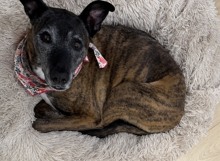 Entry image for Khali. Clicking this image will show a larger photo