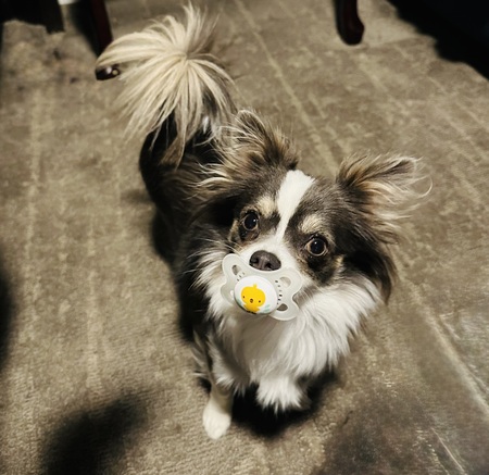 Entry image for Bean. Clicking this image will show a larger photo