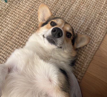 Entry image for Wilson. Clicking this image will show a larger photo