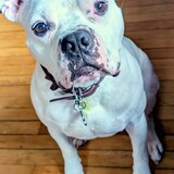 Entry image for Frank