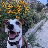 Entry image for Dory