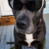 Entry image for Barkley