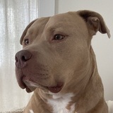 Entry image for Meatball