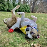 Entry image for Delilah