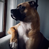 Entry image for Moxie Biscotti