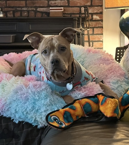 Entry image for Millie. Clicking this image will show a larger photo