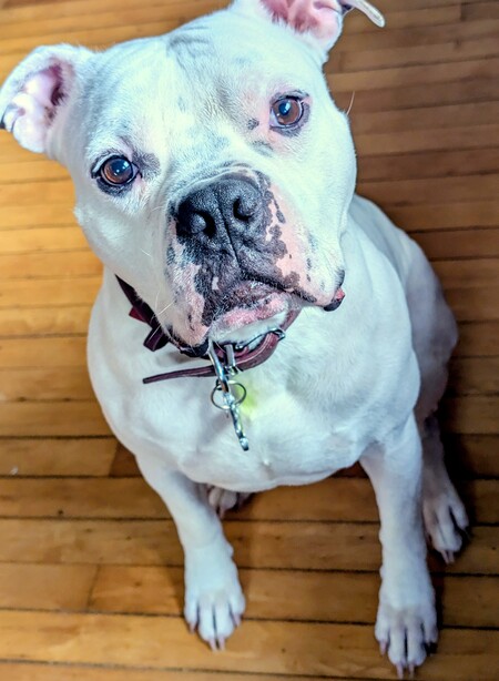 Entry image for Frank. Clicking this image will show a larger photo