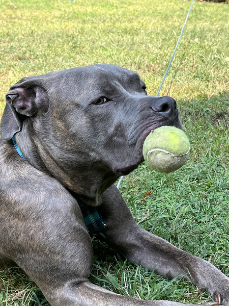 Entry image for Bubba Johnson. Clicking this image will show a larger photo