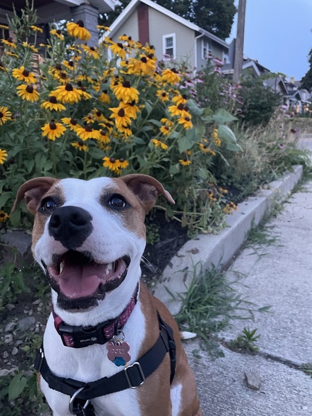 Entry image for Dory. Clicking this image will show a larger photo