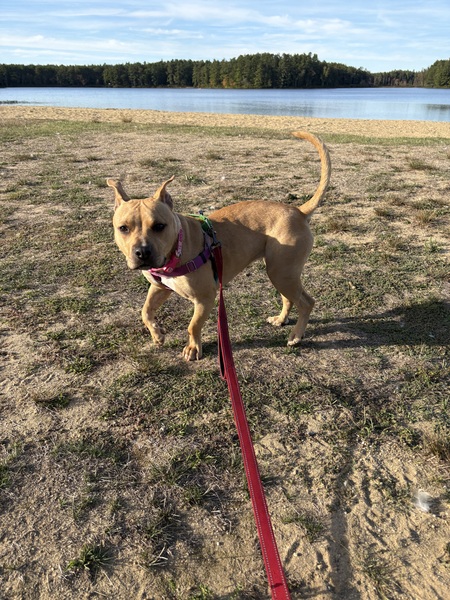 Entry image for Pancake. Clicking this image will show a larger photo