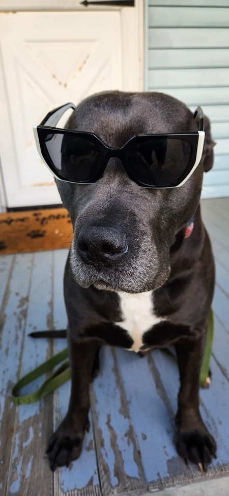 Entry image for Barkley. Clicking this image will show a larger photo