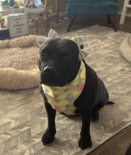 Entry image for Emery. Clicking this image will show a larger photo