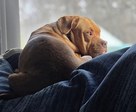 Entry image for Charlotte (Charli). Clicking this image will show a larger photo