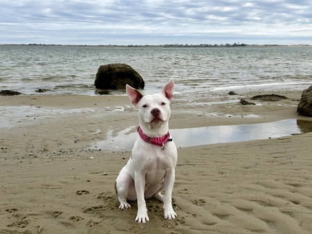 Entry image for Pearl. Clicking this image will show a larger photo