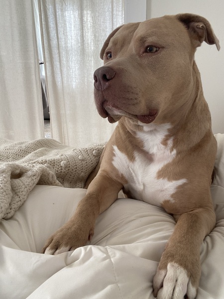 Entry image for Meatball. Clicking this image will show a larger photo