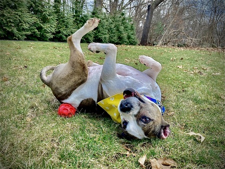 Entry image for Delilah. Clicking this image will show a larger photo