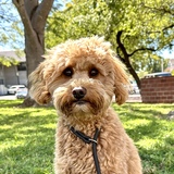 Entry image for Maesy