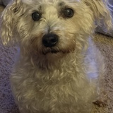 Entry image for Pete