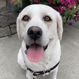 Entry image for Figgy