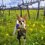 Entry image for Scooter