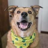 Entry image for Cactus