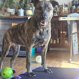 Entry image for Rosie