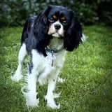 Entry image for Ember