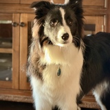 Entry image for Bodi