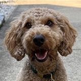 Entry image for Luna