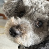 Entry image for Shep