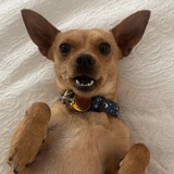 Entry image for Dante