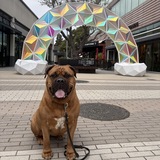 Entry image for Stella Blue