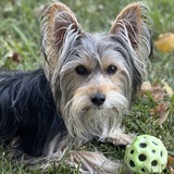 Entry image for Winston