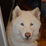 Entry image for Frankie