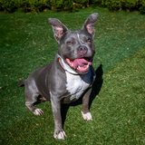 Entry image for Razzy