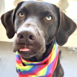 Entry image for Lady Remington