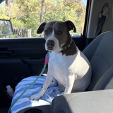 Entry image for Bianca