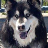 Entry image for Raven