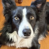 Entry image for Millie