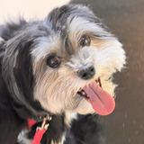 Entry image for Pepper