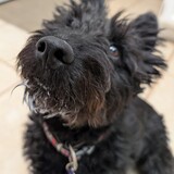 Entry image for Bonnie