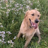 Entry image for Archie