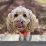 Entry image for Rosie