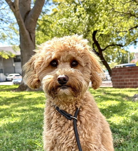 Entry image for Maesy. Clicking this image will show a larger photo